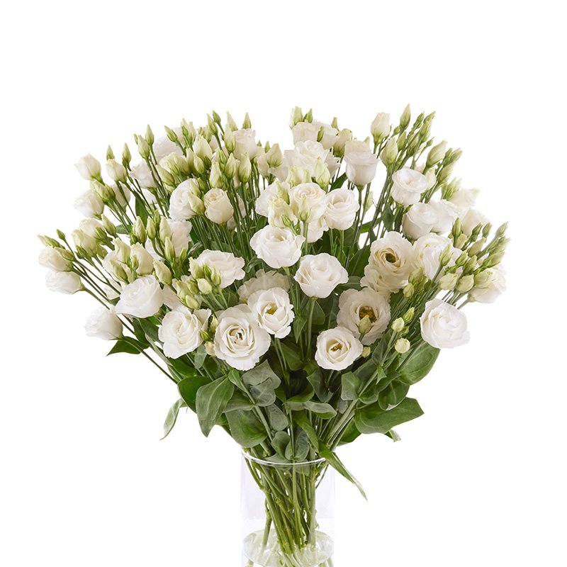 Lisianthus Rosita 3 Pure White Vers 2 Pack Of 18-20 Seeds F1 Imported