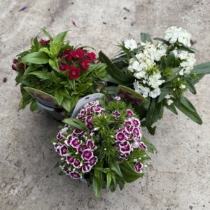 Dianthus Barbarini Formula Mix Pack Of 25 Seeds F1 Imported