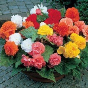 Begonia Non Stop Mix Pack Of 15-20 Seeds F1 Imported