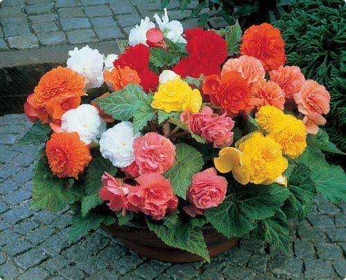 Begonia Non Stop Mix Pack Of 15-20 Seeds F1 Imported