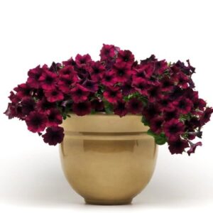 Petunia Easy Wave F1 Burgundy Vellour Pack Of 8-10 Seeds F1 Imported