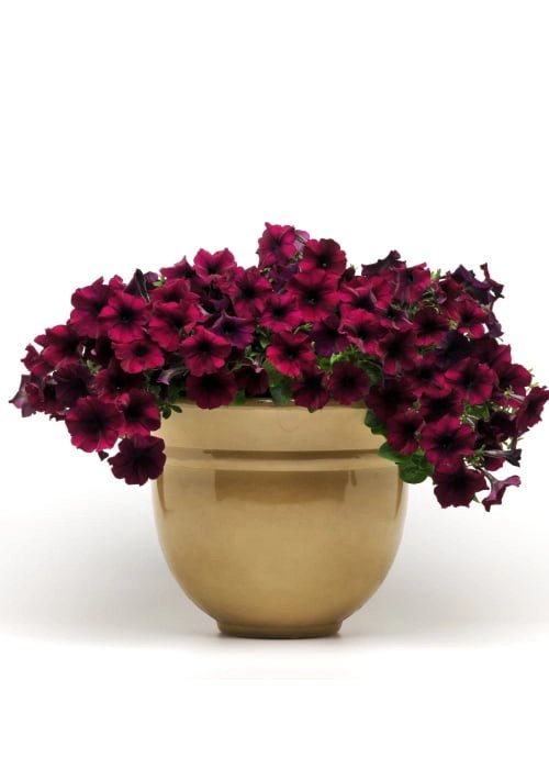 Petunia Easy Wave F1 Burgundy Vellour Pack Of 8-10 Seeds F1 Imported