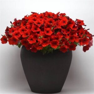 Petunia Easy Wave E3 Red Pack Of 8-10 Seeds F1 Imported