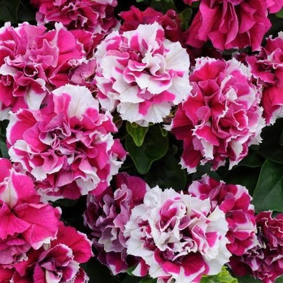 Petunia Double Pirouette Rose Pack Of 20 Seeds F1 Imported