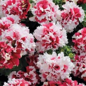 Petunia Pirouette Red Pack Of 20 Seeds F1 Imported