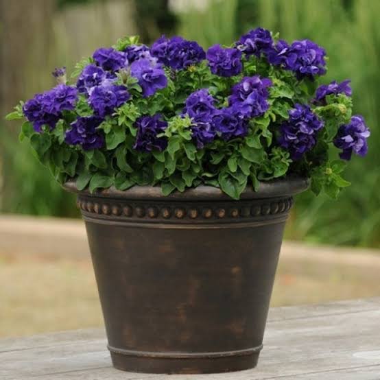 Petunia Double Cascade Blue Pack Of 20 Seeds F1 Imported