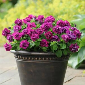 Petunia Double Cascade Burgundy Pack Of 20 Seeds F1 Imported