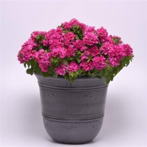 Petunia Double Cascade Pink Pack Of 20 Seeds F1 Imported