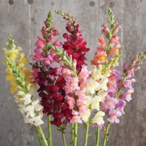 Snapdragon Rocket Mix Pack Of 30-40 Seeds F1 Imported