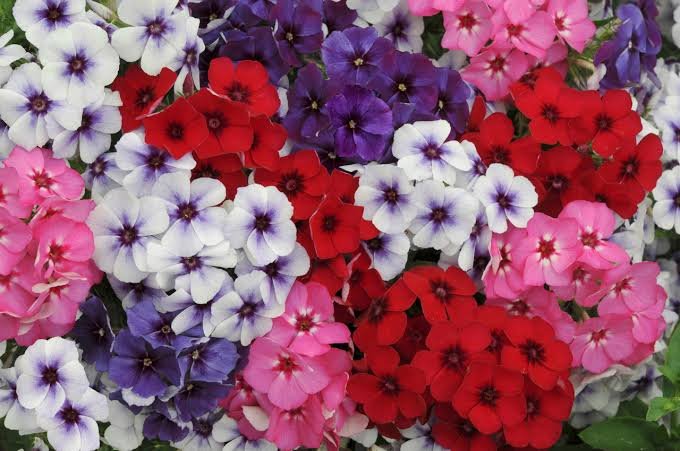 Phlox Super Dwarf 21st Century Mix Pack Of 15-20 Seeds F1 Imported