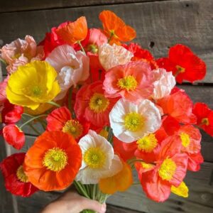 Papaver Champagne Bubble Mix Pack Of 25-30 Seeds F1 Imported
