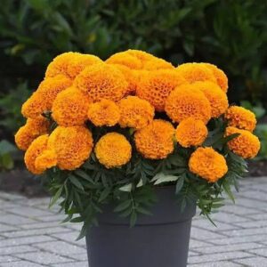 Marigold Marvel || Orange Pack Of 25 Seeds F1 Imported