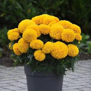 Marigold Marvel Gold Pack Of 200 Seeds F1 Imported