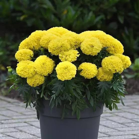 Marigold Marvel || Yellow Pack Of 25 Seeds F1 Imported
