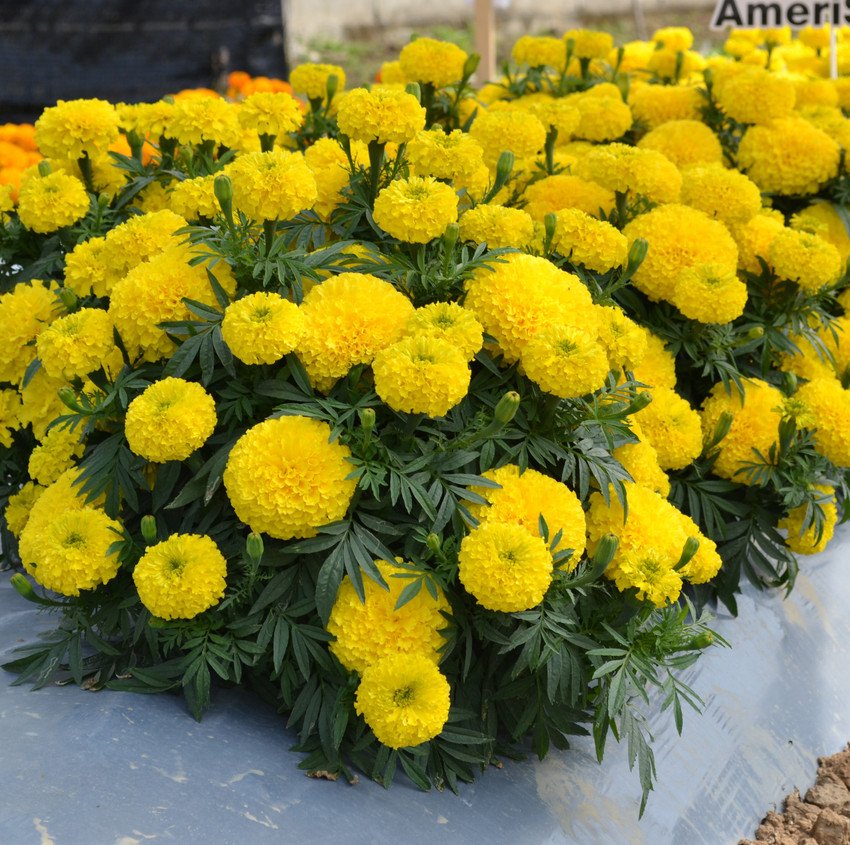 Marigold Marvel || Yellow Pack Of 25 Seeds F1 Imported - Image 2