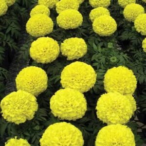 Marigold Semi Tall Dragon Yellow Pack Of 200  Seeds Imported