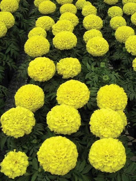 Marigold Semi Tall Dragon Yellow Pack Of 200 Seeds Imported