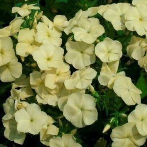Phlox Beauty Dwarf Yellow Pack Of 40-50 Seeds Desi