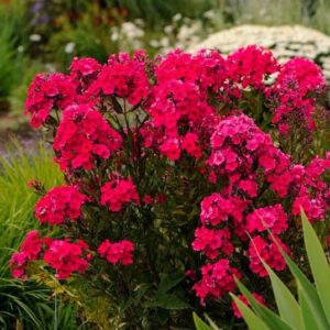 Phlox Beauty Dwarf Red Pack Of 40-50 Seeds F2 Desi