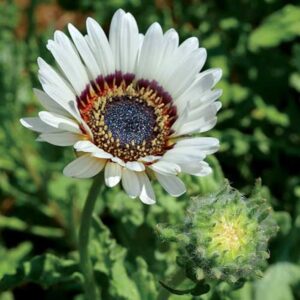 Venedium White Pack Of 30-40 Seeds