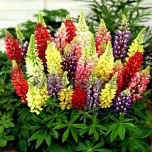 Lupin Hartwegii Pixie Mix Pack Of 50 Seeds Desi