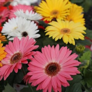 Gerbera Jamesonii California Giants Mix Pack Of 10 Seeds
