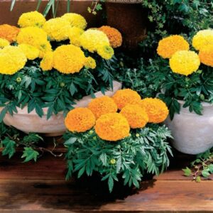 Marigold Antiqua Pot Varity Combo Of 3 Seperate Colors F1 Imported