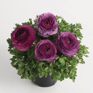 Ranunculus Bloomingdale Purple Shades Pack of 18-20 Seeds