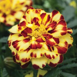 Marigold Alumina Creme Brulee Pack Kf 25 Seeds F1 Imported