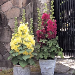 Hollyhock Spring Celebrities Mix Pack Of 15 Seeds F1 Imported