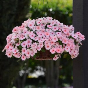 Impatiens Impreza Pack Of 18-20 Seeds F1 Imported