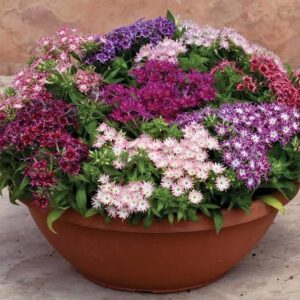 Phlox Popstars Mix Pack of 15-20 Seeds F1 Imported