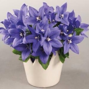 Platycodon Popstar Blue Pack Of 8-10 Seeds F1 Imported