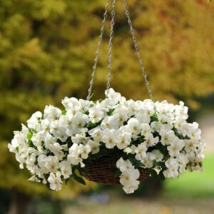 Pansy Cool Wave White Pack Of 8-10 Seeds F1 Imported