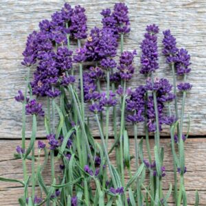 Lavender Purple Herb Pack Of 20-30 Seeds