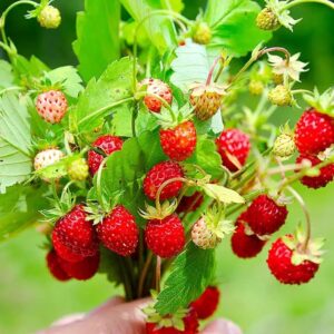 Alpine Strawberry Pack Of 30 Seeds F1 Imported