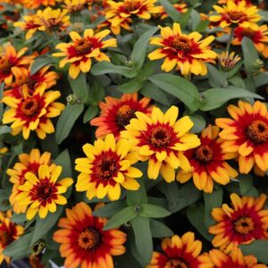 Zinnia Profusion Double Bicolor Red Pack Of 15-20 Seeds F1 Imported