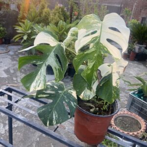 Monstera Albo Variegated Live Plant Good Variegation