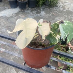 Monstera Albo Variegated Medium Size Plant