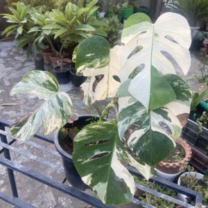Monstera Albo Variegated Mature Size Plant Good Variegation