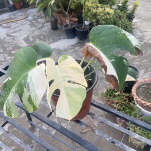 Monstera Albo Variegated Good Variegation