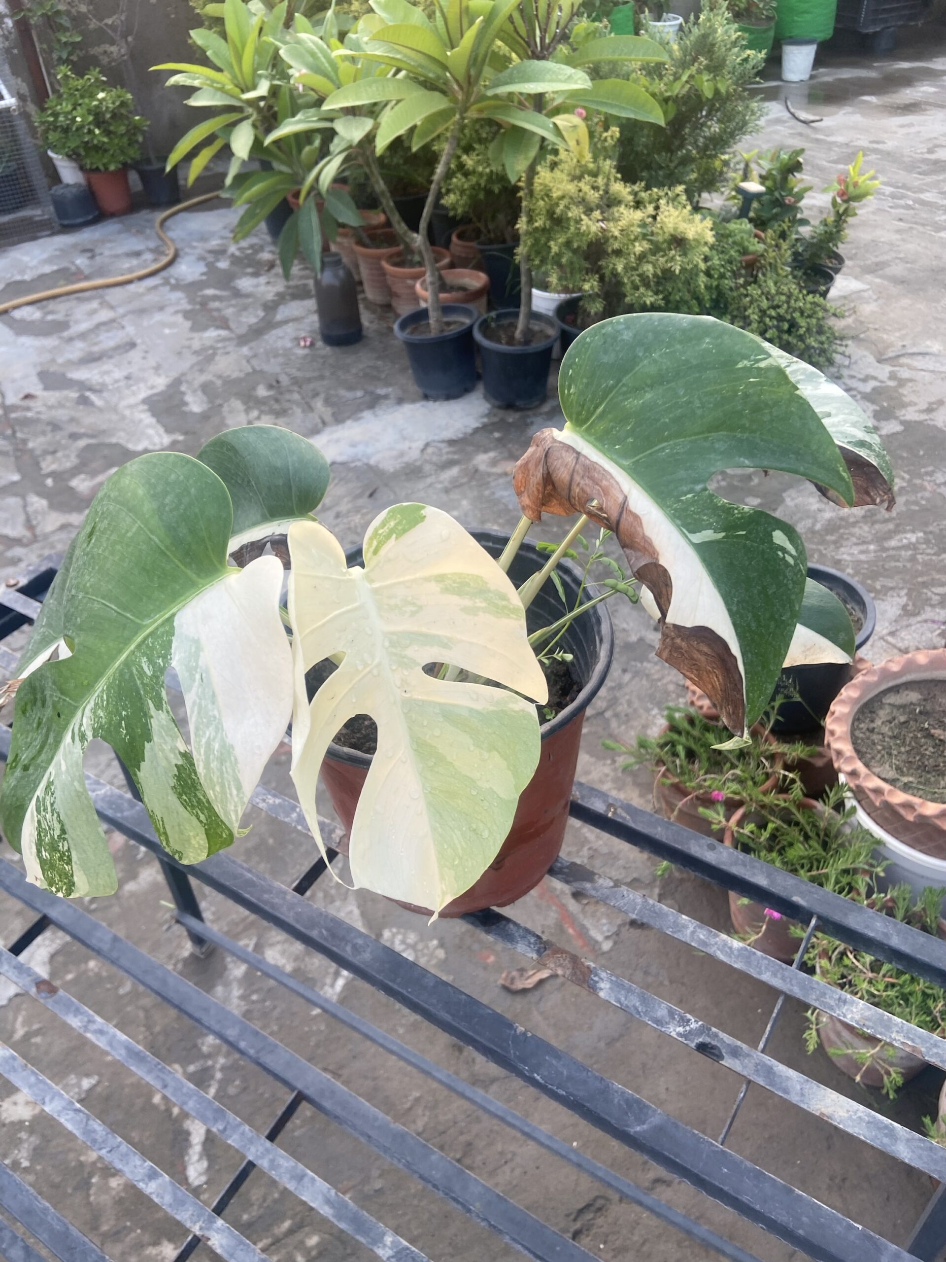 Monstera Albo Variegated Good Variegation