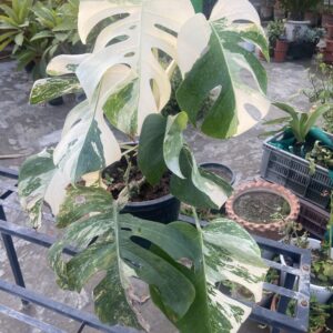 Monstera Albo Variegated Mature Size Mother Plant