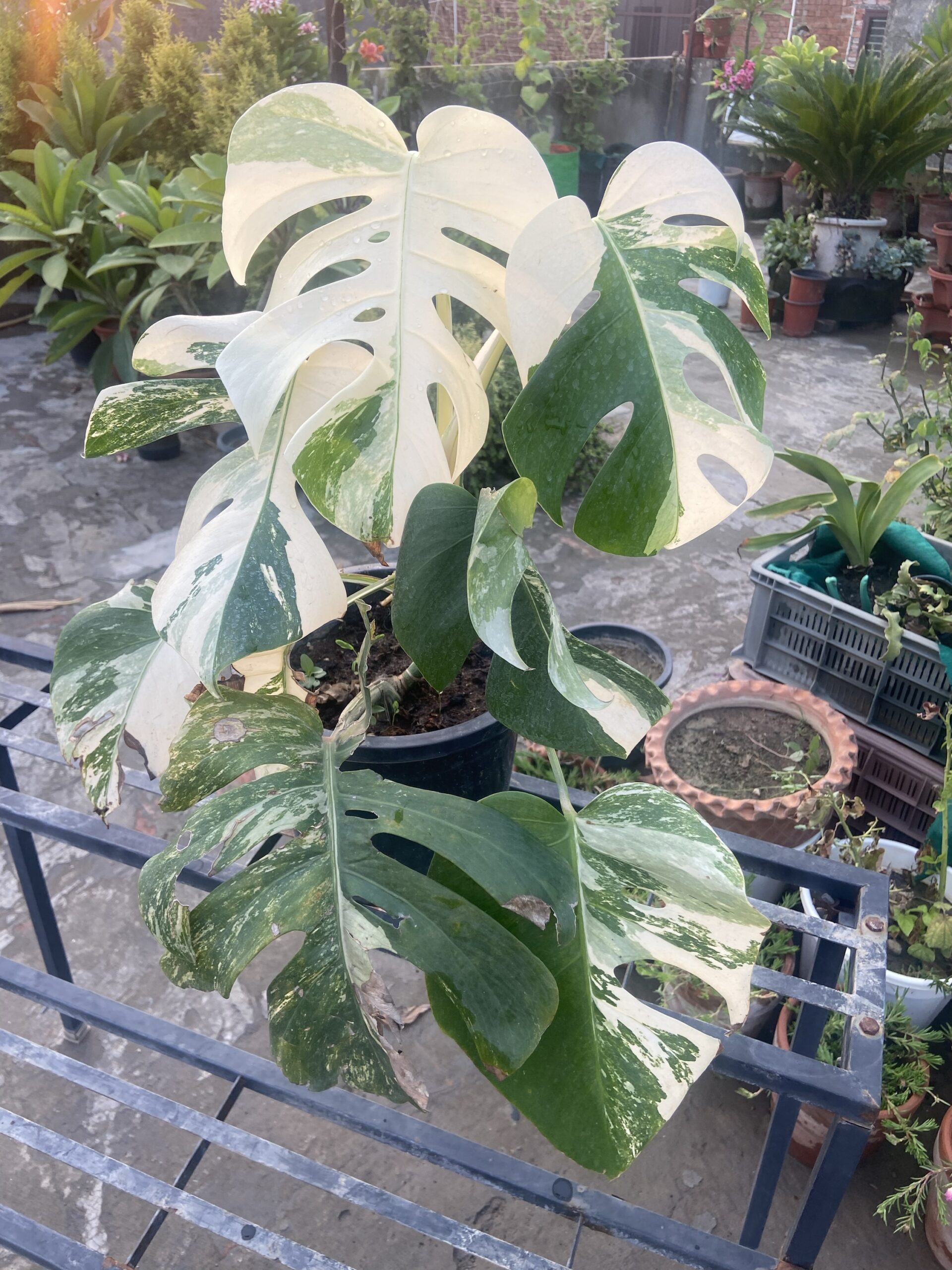 Monstera Albo Variegated Mature Size Mother Plant