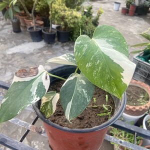 Monstera Medium Size Plant Albo Variegated