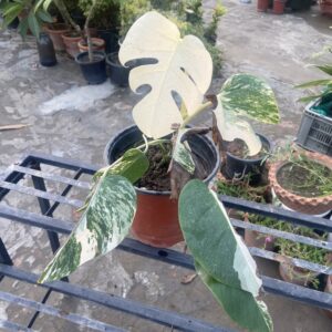Monstera Albo Variegated Medium Size Plant