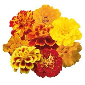 Marigold Safari Mix 1K Seeds Imported