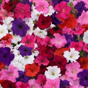 Petunia Supercascade Mix Pack Of 1000 Seeds F1 Imported