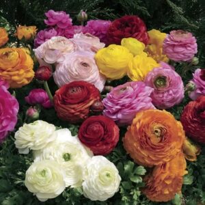Ranunculus Magic Mix Pack of 1000 Seeds F1 Imported