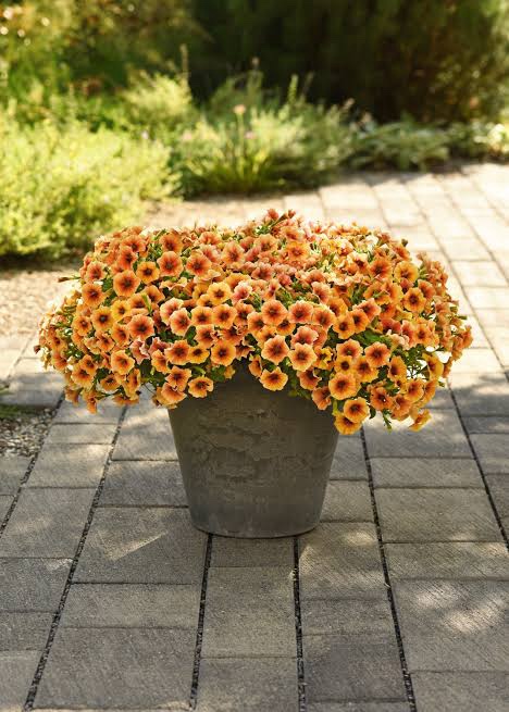 Petchoa Caliburst Nectrine Pack Of 100 Seeds F1 Imported - Image 2